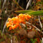 img_8243 img_8243