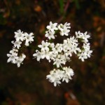 img_8245 img_8245