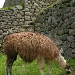 img_8481 img_8481