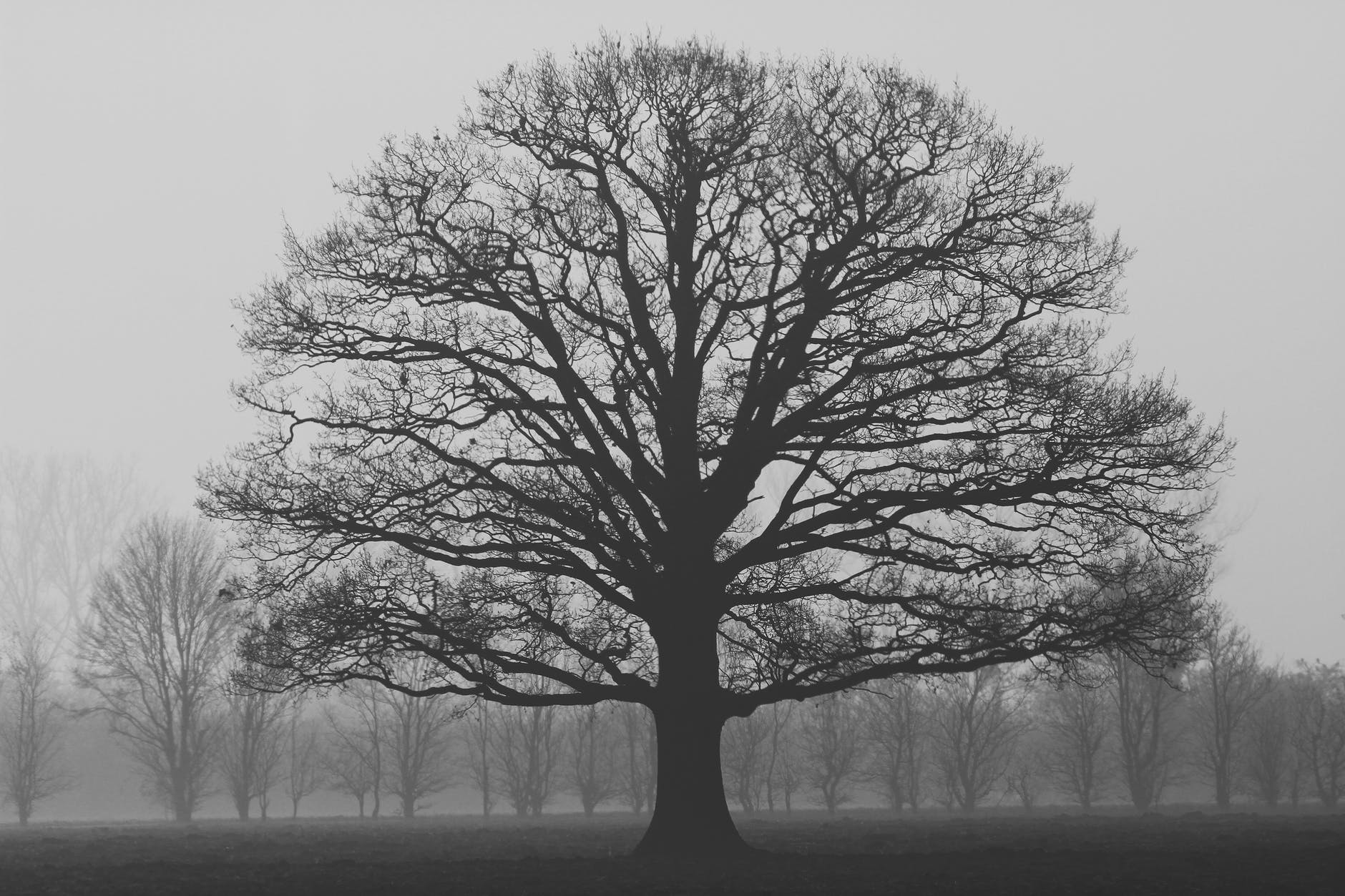 alone autumn branch cold