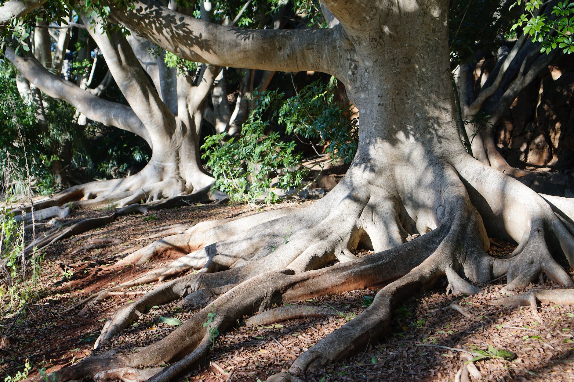 majestic trees with roots