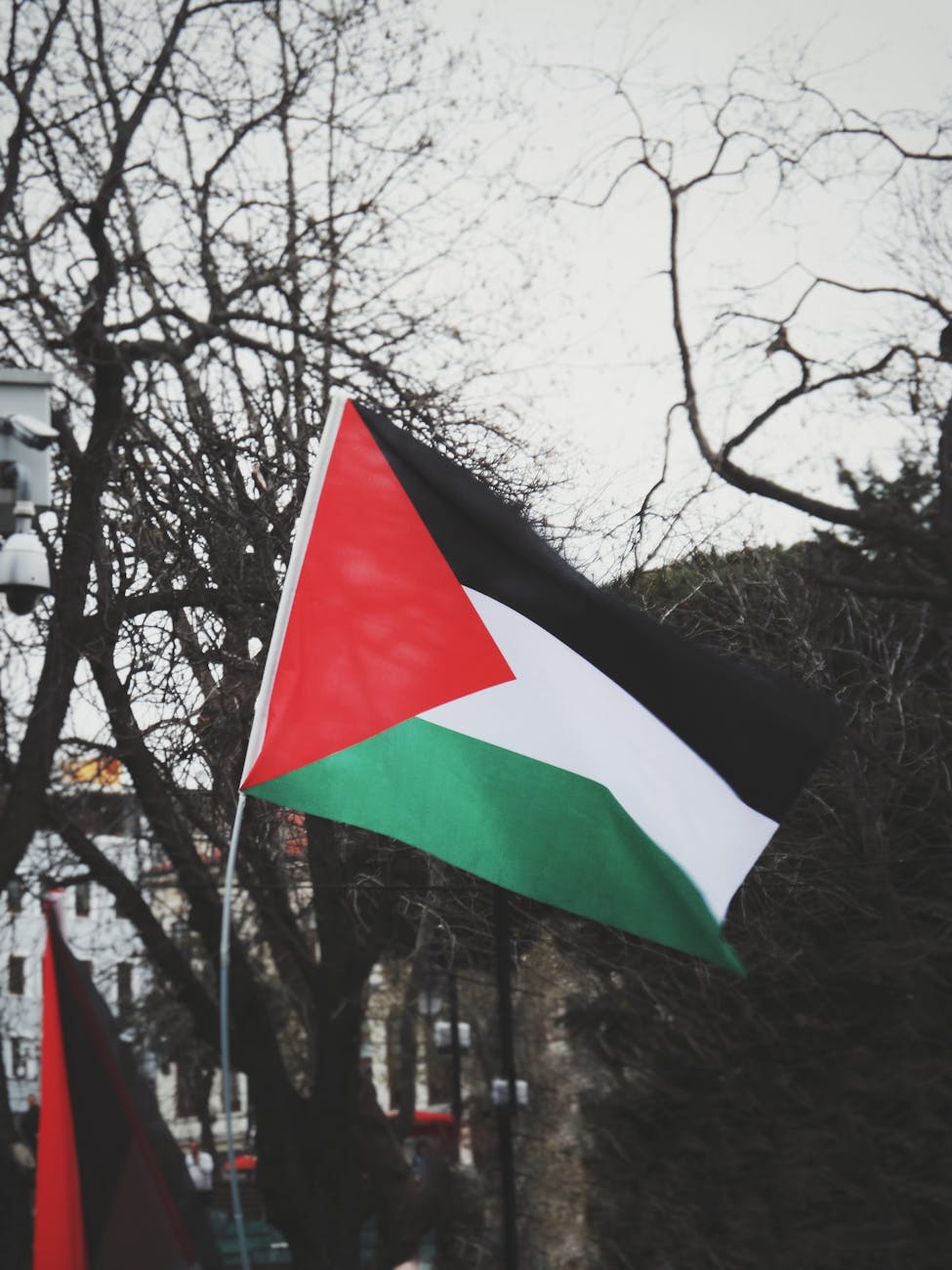 palestine flags in park with trees