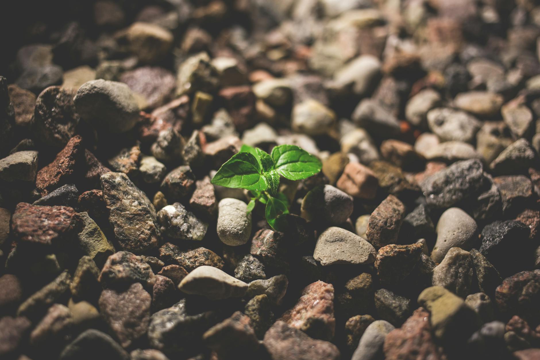 The Parable of the Sower as a lens on deconstruction